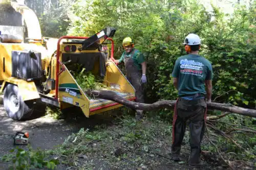 tree services East St. Louis